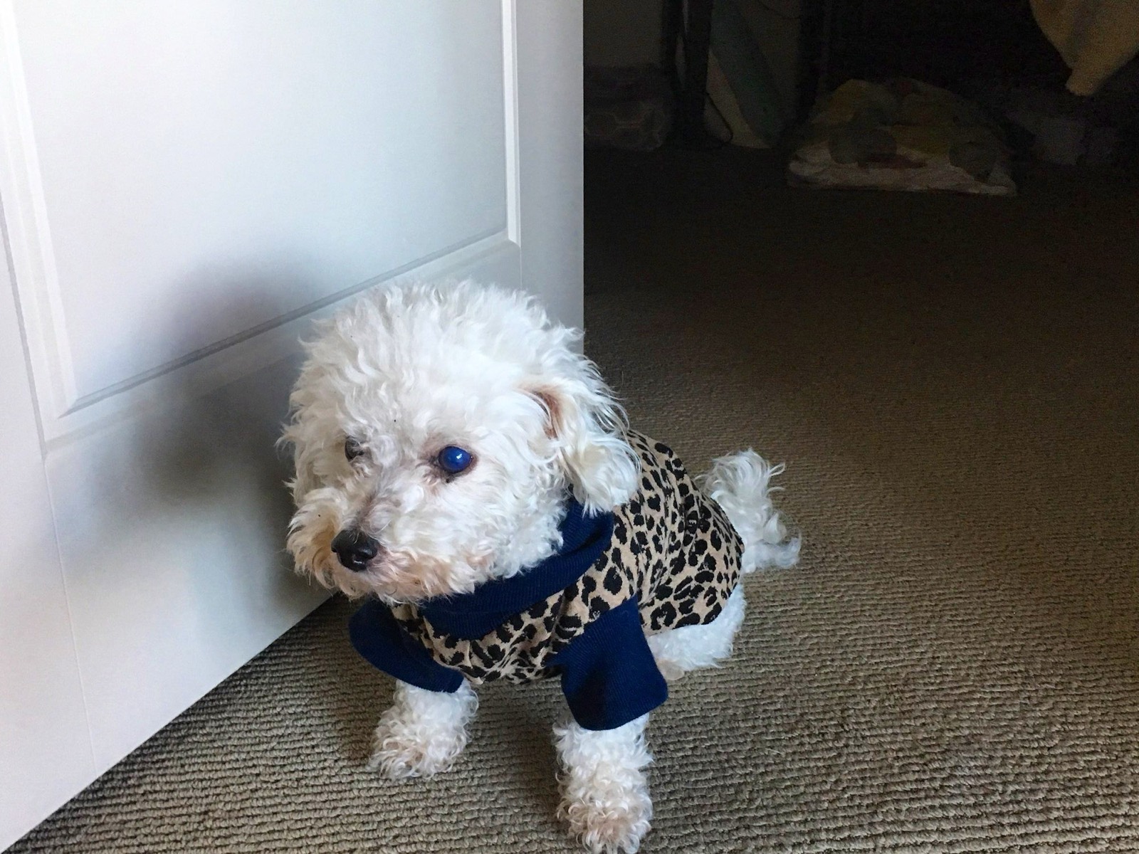 Dog outfits made in a sewing lesson