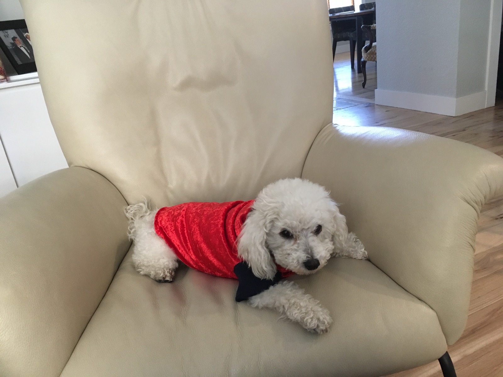 Dog outfits made in a sewing lesson